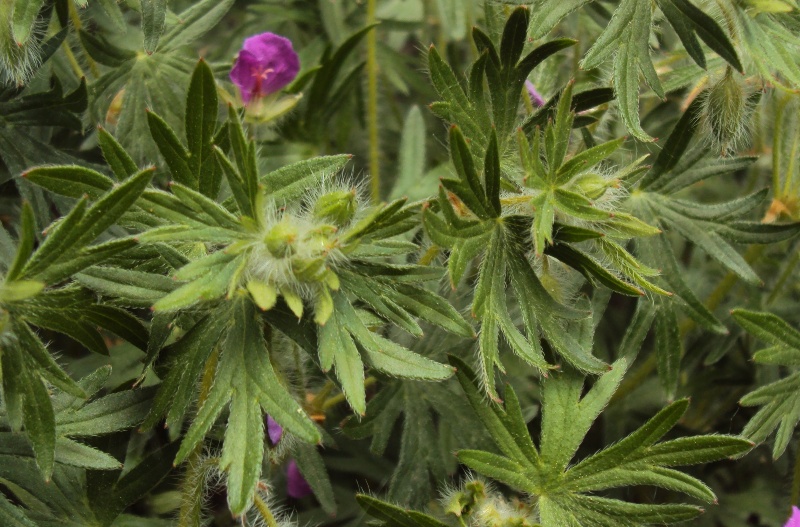 Dal trentino - Geranium sanguineum